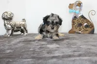 Merle, a male Poodle - Toy  and Miniature Aussiedoodle for sale in Russellville, KY – Photo 4 of 7