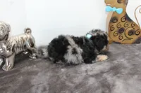 Merle, a male Poodle - Toy  and Miniature Aussiedoodle for sale in Russellville, KY – Photo 7 of 7