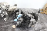 Merle, a male Poodle - Toy  and Miniature Aussiedoodle for sale in Russellville, KY – Photo 3 of 7