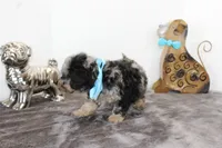Merle, a male Poodle - Toy  and Miniature Aussiedoodle for sale in Russellville, KY – Photo 6 of 7