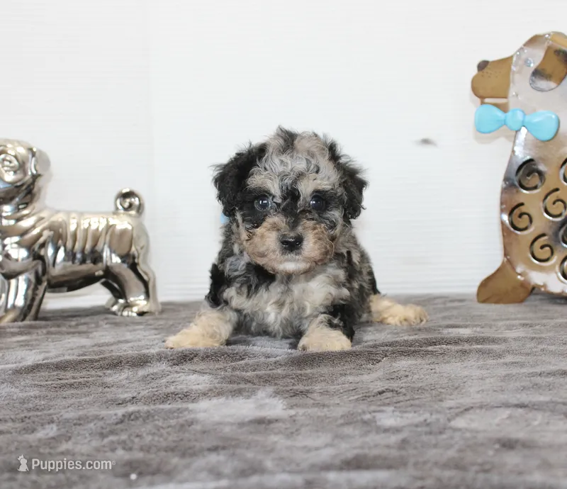 Merle – Poodle - Toy , Miniature Aussiedoodle puppy for sale in Russellville, KY