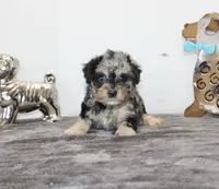 Merle, a male Poodle - Toy  and Miniature Aussiedoodle for sale in Russellville, KY – Photo 1 of 7