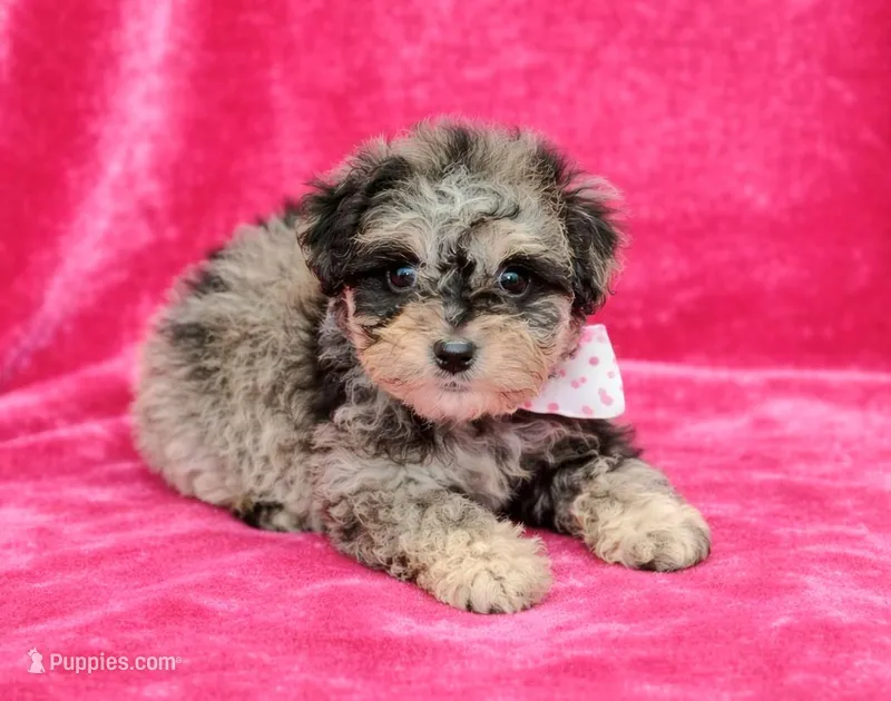 Merle – Poodle - Toy , Miniature Aussiedoodle puppy for sale in Russellville, KY