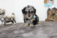 Merle, a male Poodle - Toy  and Miniature Aussiedoodle for sale in Russellville, KY – Photo 5 of 7