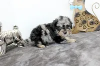 Merle, a male Poodle - Toy  and Miniature Aussiedoodle for sale in Russellville, KY – Photo 2 of 7