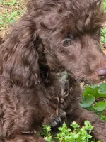 Poodandy, a male Poodle - Toy  for sale in Russellville, KY – 5 of 6