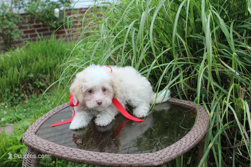 Tiny Tim toy size – Poodle - Toy , Miniature Aussiedoodle puppy for sale in Russellville, KY