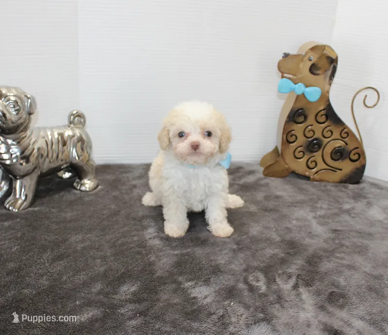 Tiny Tim – Poodle - Toy , Miniature Aussiedoodle puppy for sale in Russellville, KY