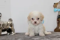 Tiny Tim, a male Poodle - Toy  and Miniature Aussiedoodle for sale in Russellville, KY – Photo 2 of 4