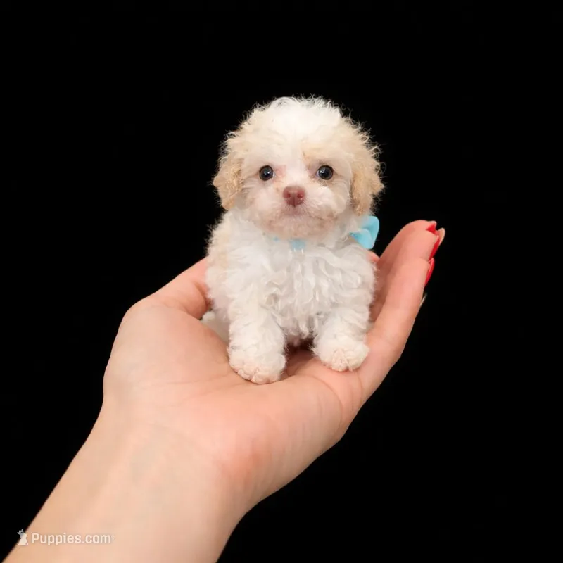 Tiny Tim – Poodle - Toy , Miniature Aussiedoodle puppy for sale in Russellville, KY