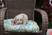 Tiny Tim toy size green eyes, a male Poodle - Toy  and Miniature Aussiedoodle for sale in Russellville, KY – 6 of 6