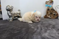 Tiny Tim, a male Poodle - Toy  and Miniature Aussiedoodle for sale in Russellville, KY – Photo 3 of 4