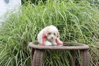 Tiny Tim toy size green eyes, a male Poodle - Toy  and Miniature Aussiedoodle for sale in Russellville, KY – 5 of 6