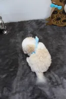 Tiny Tim, a male Poodle - Toy  and Miniature Aussiedoodle for sale in Russellville, KY – Photo 4 of 4