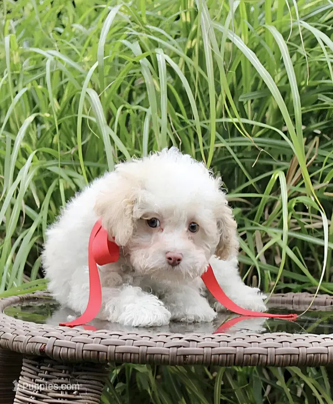 Tiny Tim toy size – Poodle - Toy , Miniature Aussiedoodle puppy for sale in Russellville, KY