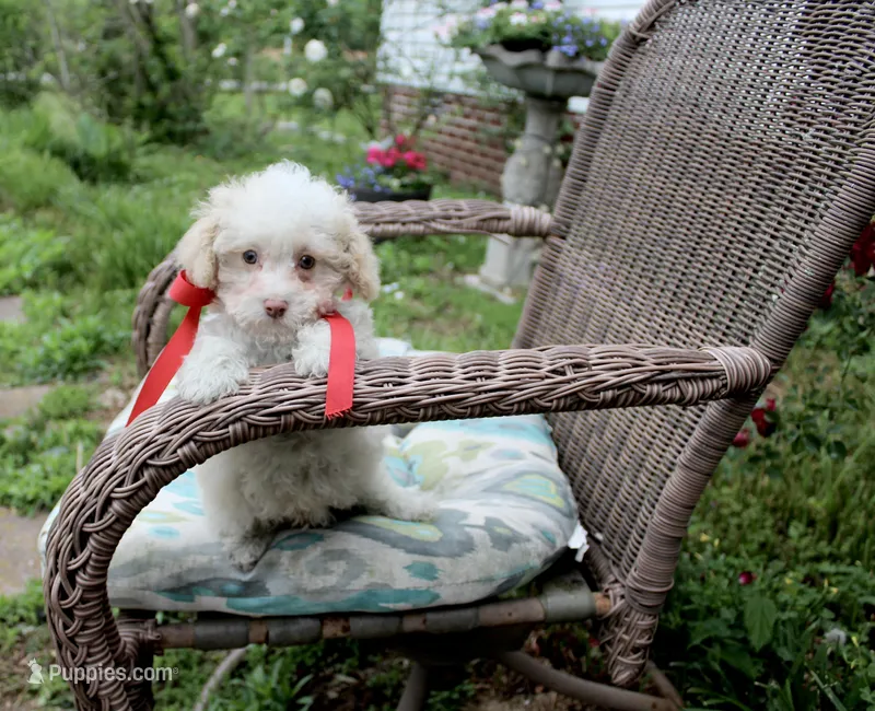 Tiny Tim toy size – Poodle - Toy , Miniature Aussiedoodle puppy for sale in Russellville, KY