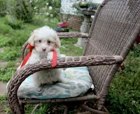 Tiny Tim toy size green eyes, a male Poodle - Toy  and Miniature Aussiedoodle for sale in Russellville, KY – 3 of 6