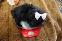 Sweetie pie Toy size 4 lb grown, a female Yorkipoo and Poodle - Toy  for sale in Russellville, KY – 3 of 4