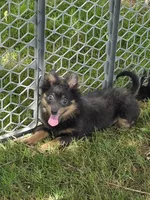 Blue boy, a male Pomeranian for sale in Russellville, KY – 2 of 6