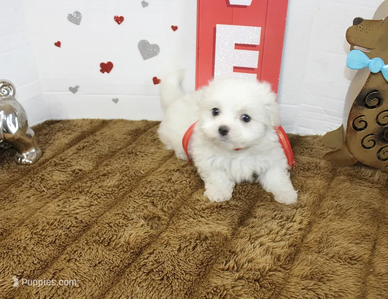 Ghost – Maltipoo, Maltese puppy for sale in Russellville, KY