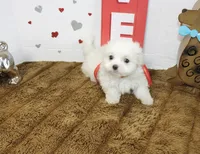 Ghost, a male Maltipoo and Maltese for sale in Russellville, KY – 1 of 4