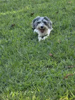 Buddy (blue Merle parti), a male Maltipoo and Maltese for sale in Russellville, KY – 4 of 10