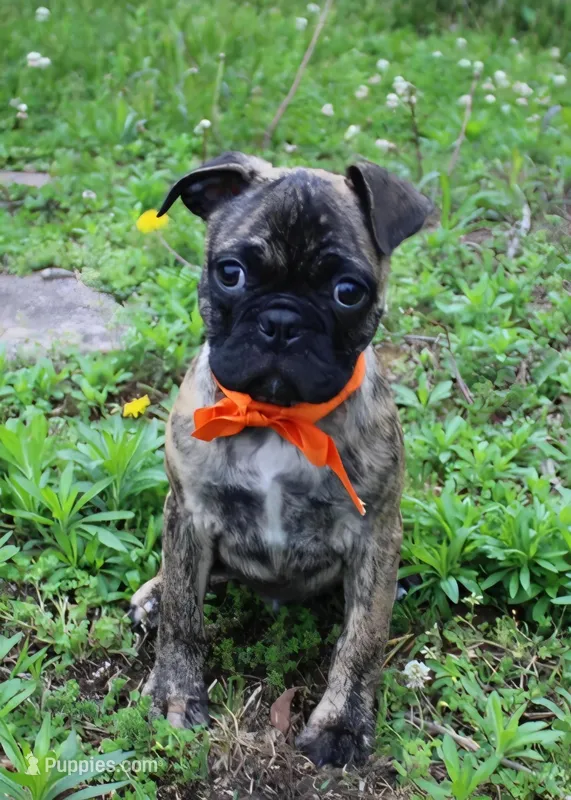 Biggie – Boston Terrier, Pug puppy for sale in Russellville, KY