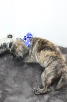 Biggie, a male Boston Terrier and Pug for sale in Russellville, KY – Photo 4 of 6