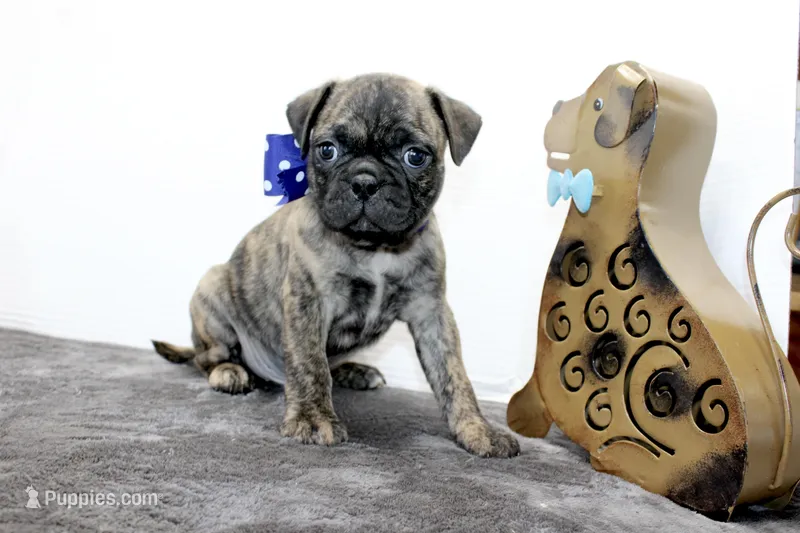 Biggy – Boston Terrier, Pug puppy for sale in Russellville, KY