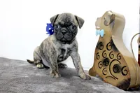 Biggie, a male Boston Terrier and Pug for sale in Russellville, KY – Photo 1 of 6