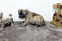 Biggie, a male Boston Terrier and Pug for sale in Russellville, KY – Photo 3 of 6