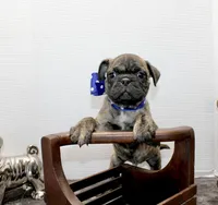 Biggie, a male Boston Terrier and Pug for sale in Russellville, KY – Photo 2 of 6