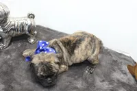 Biggie, a male Boston Terrier and Pug for sale in Russellville, KY – Photo 5 of 6