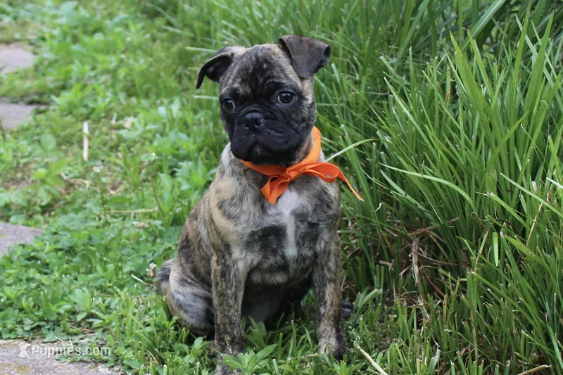 Biggie – Boston Terrier, Pug puppy for sale in Russellville, KY