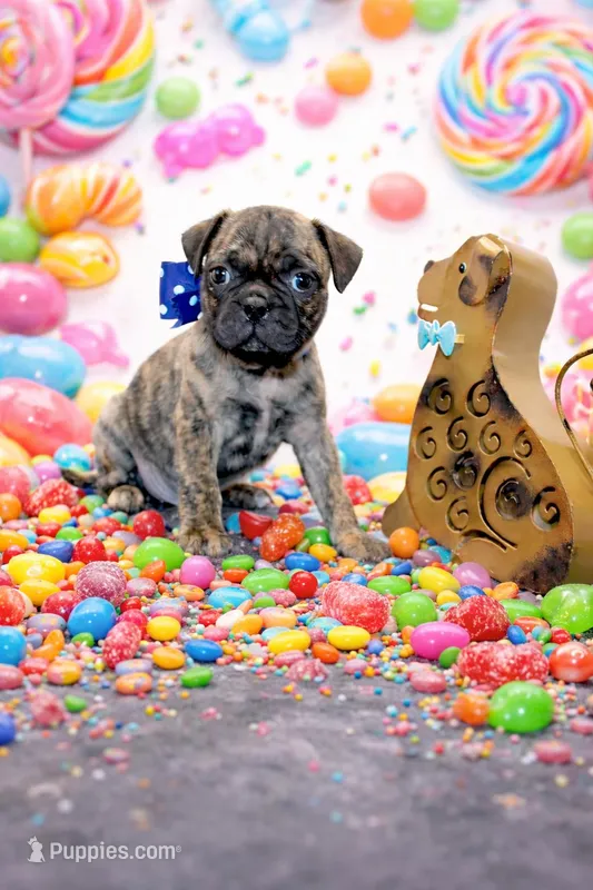 Biggie – Boston Terrier, Pug puppy for sale in Russellville, KY