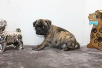 Biggie, a male Boston Terrier and Pug for sale in Russellville, KY – Photo 6 of 6