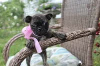 Toodles, a female Boston Terrier and Pug for sale in Russellville, KY – 1 of 9