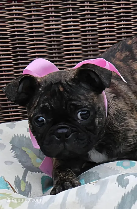 Toodles – Boston Terrier, Pug puppy for sale in Russellville, KY
