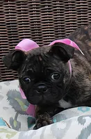 Toodles, a female Boston Terrier and Pug for sale in Russellville, KY – 3 of 9