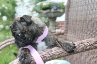 Toodles, a female Boston Terrier and Pug for sale in Russellville, KY – 9 of 9