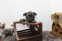 Toodles, a female Boston Terrier and Pug for sale in Russellville, KY – Photo 6 of 6