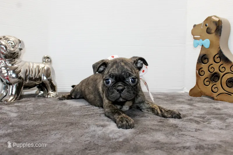 Toodles – Boston Terrier, Pug puppy for sale in Russellville, KY