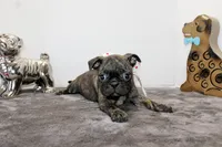 Toodles, a female Boston Terrier and Pug for sale in Russellville, KY – Photo 1 of 6