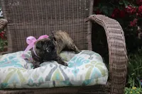 Toodles, a female Boston Terrier and Pug for sale in Russellville, KY – 7 of 9