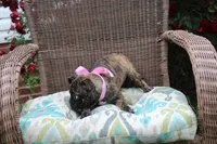 Toodles, a female Boston Terrier and Pug for sale in Russellville, KY – 8 of 9