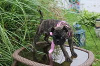 Toodles, a female Boston Terrier and Pug for sale in Russellville, KY – 6 of 9