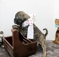 Toodles, a female Boston Terrier and Pug for sale in Russellville, KY – Photo 3 of 6