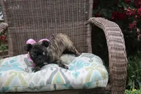 Toodles, a female Boston Terrier and Pug for sale in Russellville, KY – 4 of 9