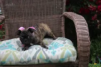 Toodles, a female Boston Terrier and Pug for sale in Russellville, KY – 5 of 9
