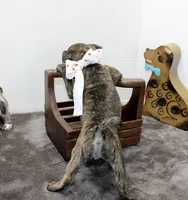 Toodles, a female Boston Terrier and Pug for sale in Russellville, KY – Photo 4 of 6